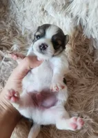 Purebred pomeranian male puppy , a male Pomeranian for sale in Ellensburg, WA – 1 of 6