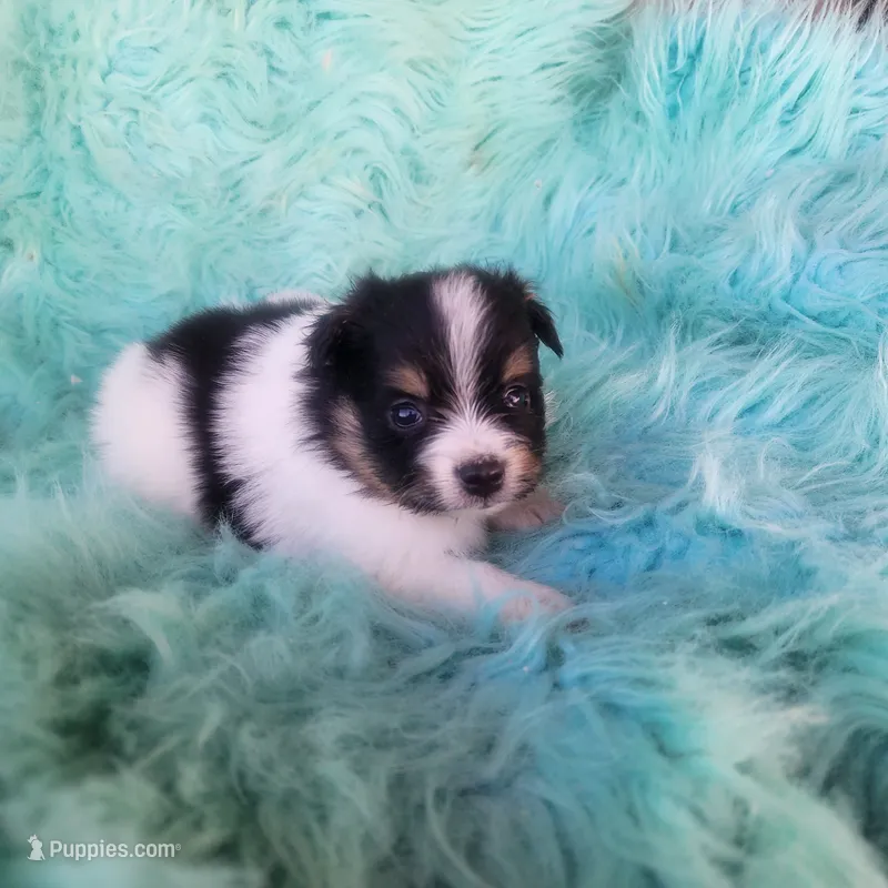 Purebred pomeranian male puppy  – Pomeranian puppy for sale in Ellensburg, WA