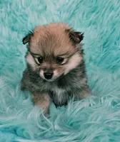 Purebred pomeranian female puppy , a female Pomeranian for sale in Ellensburg, WA – 2 of 5