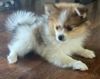 Purebred pomeranian male puppy , a male Pomeranian for sale in Ellensburg, WA – 5 of 5