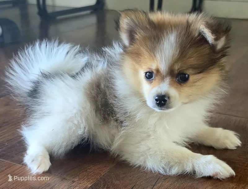 Female pomeranian puppy , a female Pomeranian for sale in Ellensburg, WA – 1 of 8