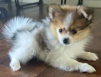 Female pomeranian puppy , a female Pomeranian for sale in Ellensburg, WA – 1 of 8