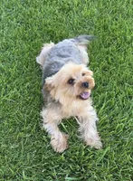 Yorkshire Terrier female, a female Yorkshire Terrier for sale in Ellensburg, WA – 9 of 9