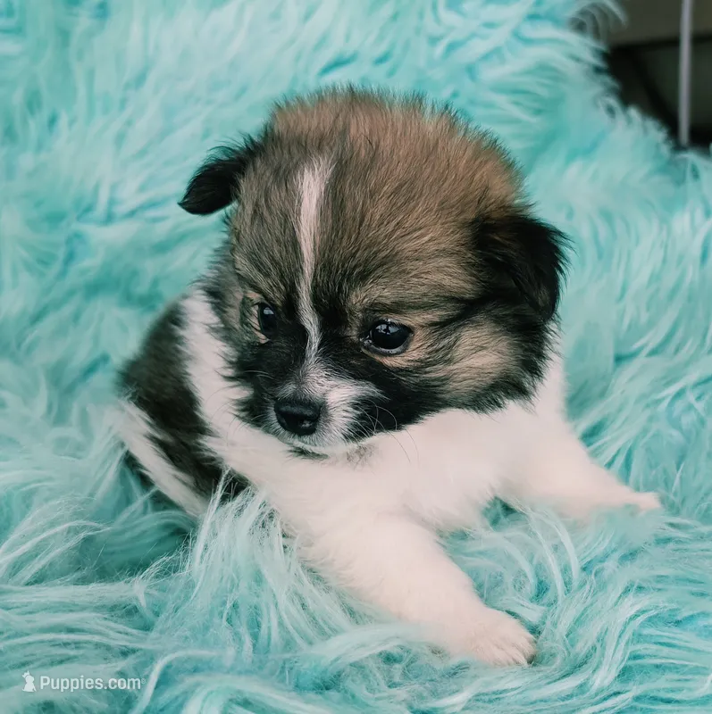 Purebred pomeranian female puppy  – Pomeranian puppy for sale in Ellensburg, WA
