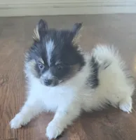 Purebred pomeranian male puppy , a male Pomeranian for sale in Ellensburg, WA – 3 of 9