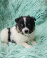 Purebred pomeranian female puppy , a female Pomeranian for sale in Ellensburg, WA – 5 of 8