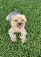 Yorkshire Terrier female, a female Yorkshire Terrier for sale in Ellensburg, WA – 3 of 9
