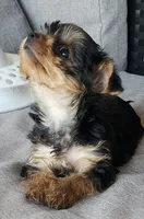 Adorable purebred Yorkie Terrier,  registration available , a male Yorkshire Terrier for sale in Ellensburg, WA – 2 of 6