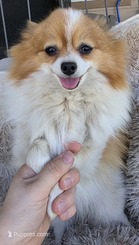 Lily full breed pomeranian  – Pomeranian puppy for sale in Ellensburg, WA