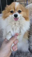 Lily full breed pomeranian , a female Pomeranian for sale in Ellensburg, WA – 1 of 4