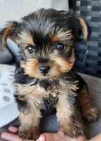 Female Yorkshire Terrier parents AKC registered , a female Yorkshire Terrier for sale in Ellensburg, WA – Photo 3 of 5