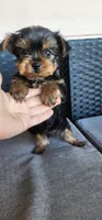 Female Yorkshire Terrier parents AKC registered , a female Yorkshire Terrier for sale in Ellensburg, WA – Photo 5 of 5