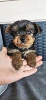 Female Yorkshire Terrier parents AKC registered , a female Yorkshire Terrier for sale in Ellensburg, WA – Photo 4 of 5