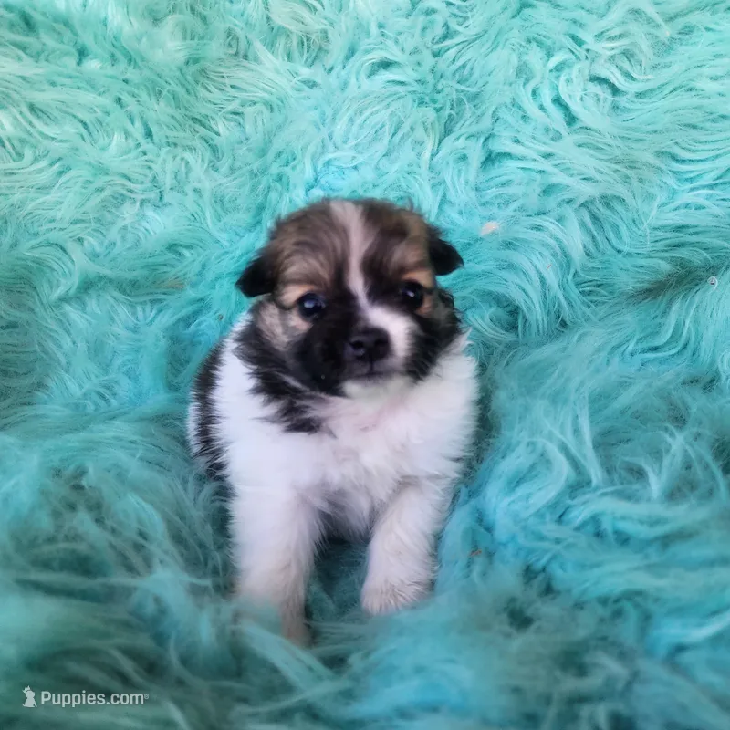 Pomeranian female puppy  – Pomeranian puppy for sale in Ellensburg, WA