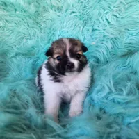 Pomeranian female puppy , a female Pomeranian for sale in Ellensburg, WA – 1 of 9