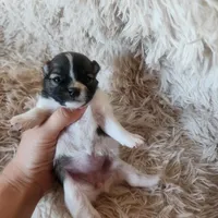 Purebred pomeranian male puppy , a male Pomeranian for sale in Ellensburg, WA – 6 of 6