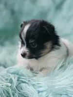 Purebred pomeranian male puppy , a male Pomeranian for sale in Ellensburg, WA – 6 of 6