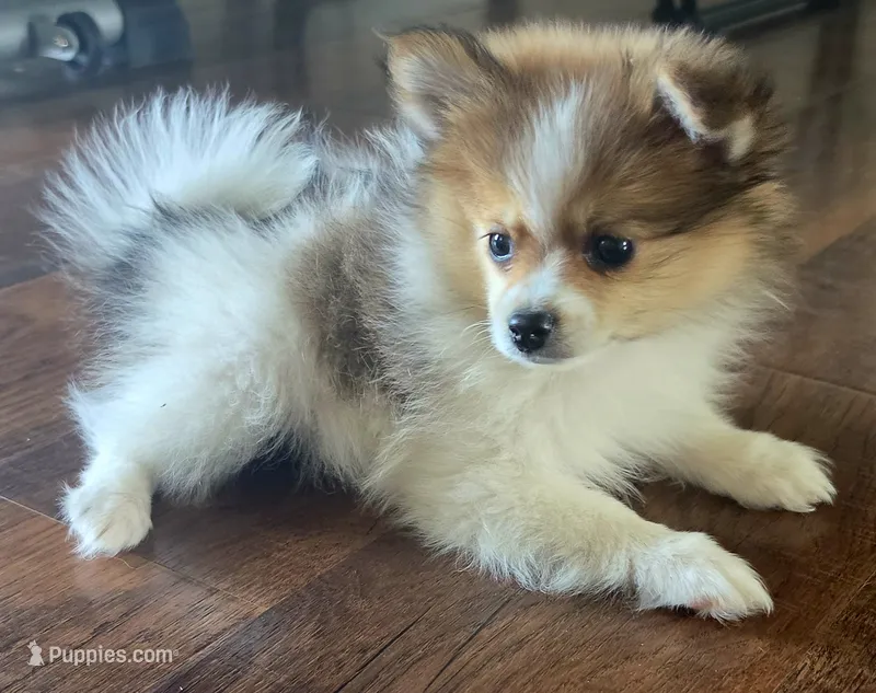 Purebred pomeranian male puppy  – Pomeranian puppy for sale in Ellensburg, WA