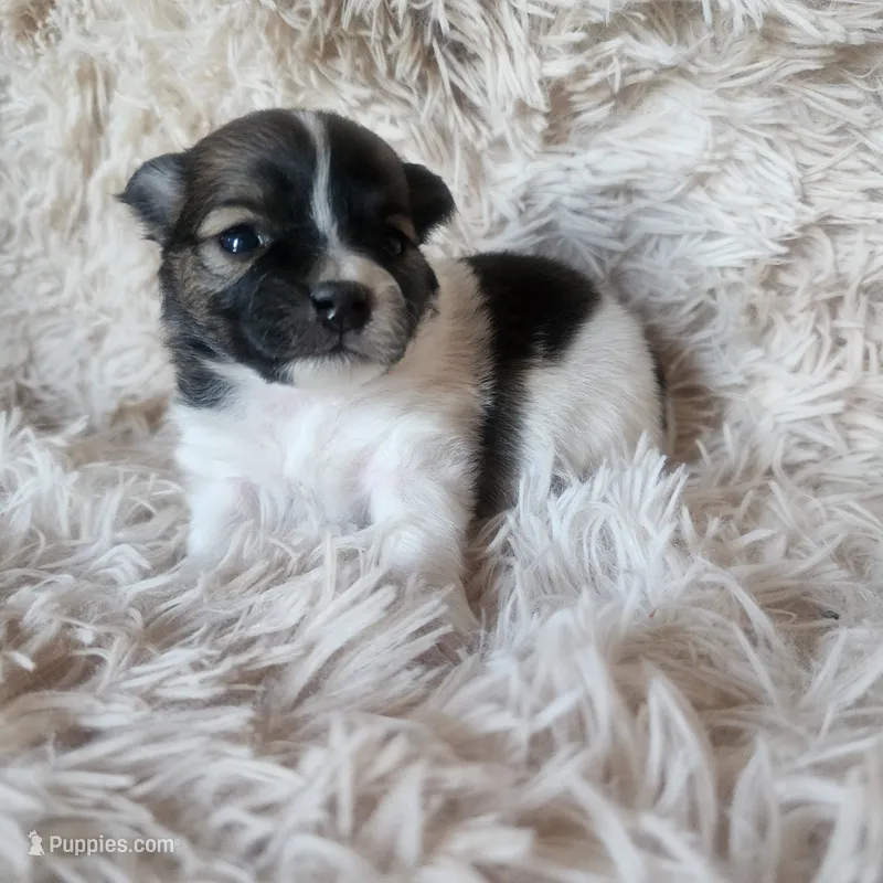 Pomeranian female puppy  – Pomeranian puppy for sale in Ellensburg, WA