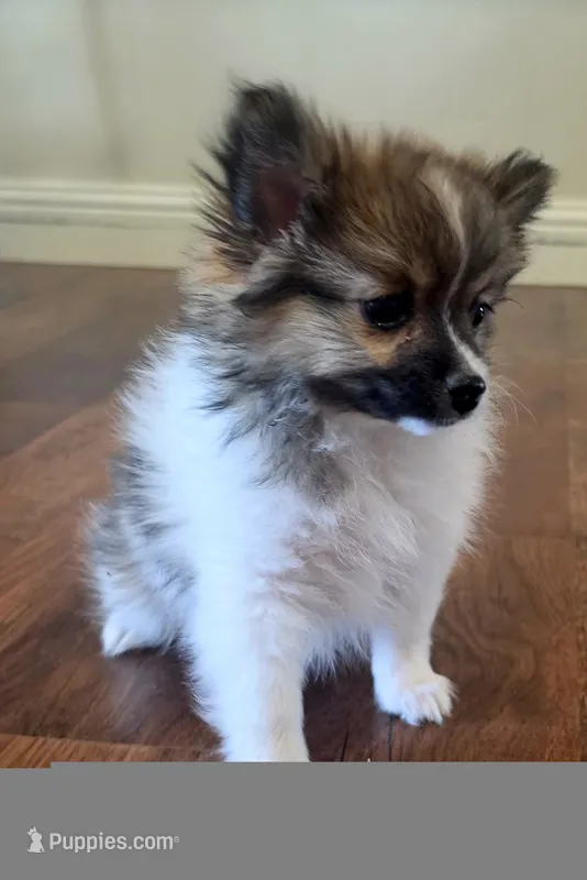 Purebred pomeranian male puppy  – Pomeranian puppy for sale in Ellensburg, WA