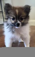 Purebred pomeranian puppy , a male Pomeranian for sale in Ellensburg, WA – 7 of 8