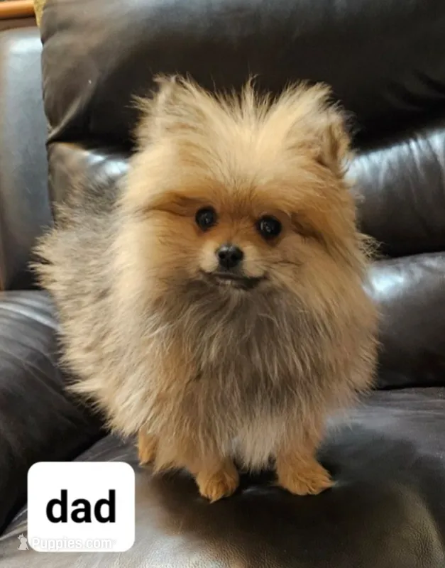 Pomeranian female puppy  – Pomeranian puppy for sale in Ellensburg, WA