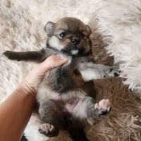Full breed pomeranian puppy , a female Pomeranian for sale in Ellensburg, WA – 6 of 6