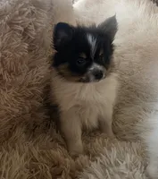 Purebred pomeranian male puppy , a male Pomeranian for sale in Ellensburg, WA – 4 of 4