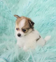 Purebred pomeranian male puppy , a male Pomeranian for sale in Ellensburg, WA – 2 of 2