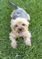 Yorkshire Terrier female, a female Yorkshire Terrier for sale in Ellensburg, WA – 7 of 9