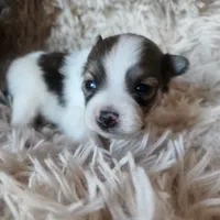 Purebred pomeranian male puppy , a male Pomeranian for sale in Ellensburg, WA – 4 of 6