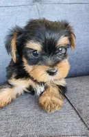 Female Yorkshire Terrier , a female Yorkshire Terrier for sale in Ellensburg, WA – Photo 6 of 6