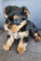 Female Yorkshire Terrier , a female Yorkshire Terrier for sale in Ellensburg, WA – Photo 1 of 6