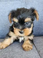 Female Yorkshire Terrier , a female Yorkshire Terrier for sale in Ellensburg, WA – Photo 2 of 6