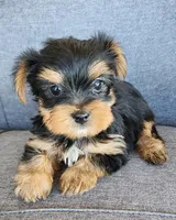Female Yorkshire Terrier , a female Yorkshire Terrier for sale in Ellensburg, WA – Photo 5 of 6