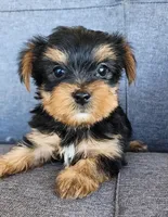 Female Yorkshire Terrier , a female Yorkshire Terrier for sale in Ellensburg, WA – Photo 3 of 6