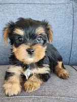 Female Yorkshire Terrier , a female Yorkshire Terrier for sale in Ellensburg, WA – Photo 4 of 6