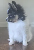 Purebred pomeranian male puppy , a male Pomeranian for sale in Ellensburg, WA – 6 of 8