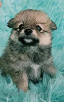 Purebred pomeranian female puppy , a female Pomeranian for sale in Ellensburg, WA – 3 of 5