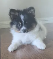 Purebred pomeranian male puppy , a male Pomeranian for sale in Ellensburg, WA – 5 of 8