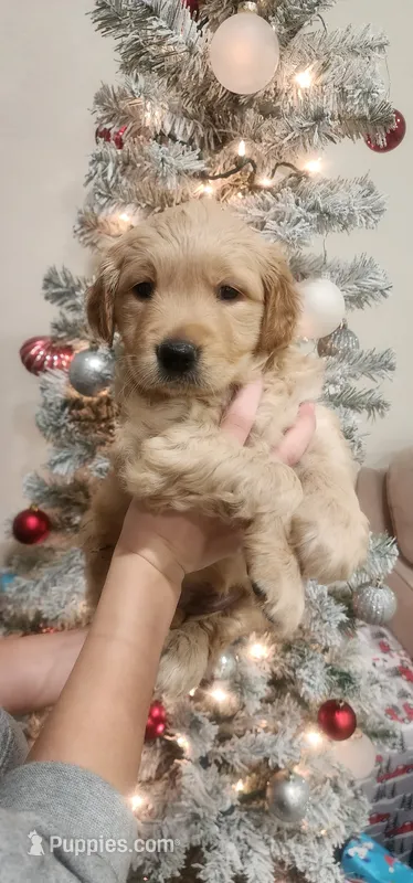 AKC Purebred Golden retriever