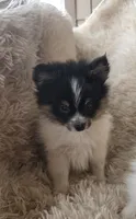 Purebred pomeranian male puppy , a male Pomeranian for sale in Ellensburg, WA – 2 of 4
