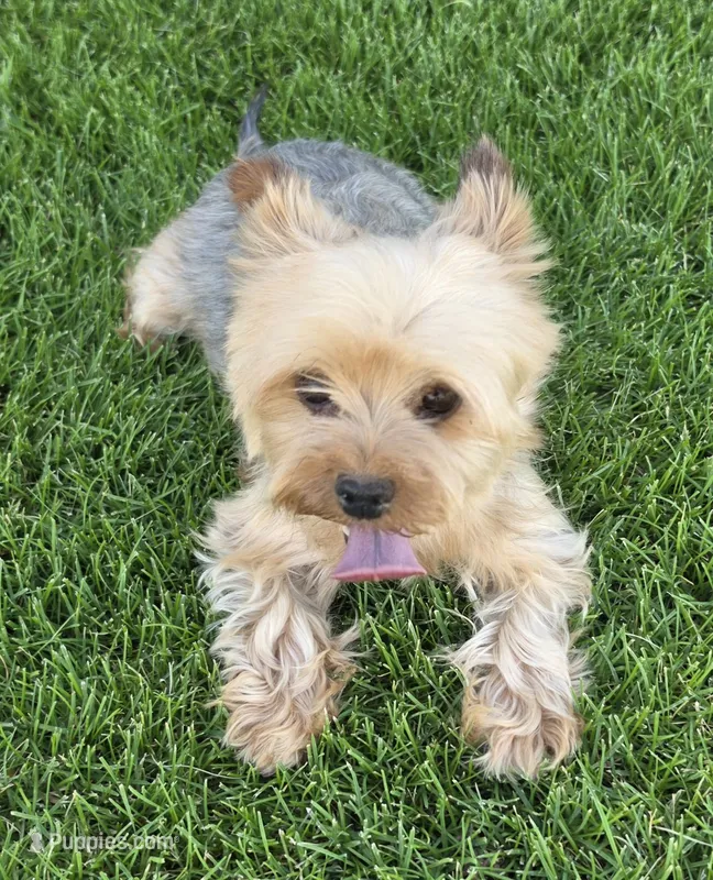 Purebred female Yorkshire Terrier  – Yorkshire Terrier puppy for sale in Ellensburg, WA