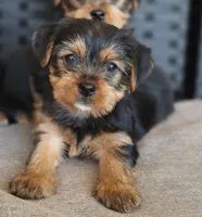 Female Yorkshire Terrier parents AKC registered , a female Yorkshire Terrier for sale in Ellensburg, WA – Photo 5 of 5
