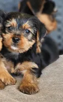Female Yorkshire Terrier parents AKC registered , a female Yorkshire Terrier for sale in Ellensburg, WA – Photo 1 of 5