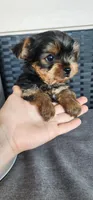 Female Yorkshire Terrier parents AKC registered , a female Yorkshire Terrier for sale in Ellensburg, WA – Photo 2 of 5
