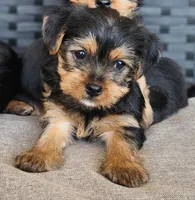 Female Yorkshire Terrier parents AKC registered , a female Yorkshire Terrier for sale in Ellensburg, WA – Photo 3 of 5