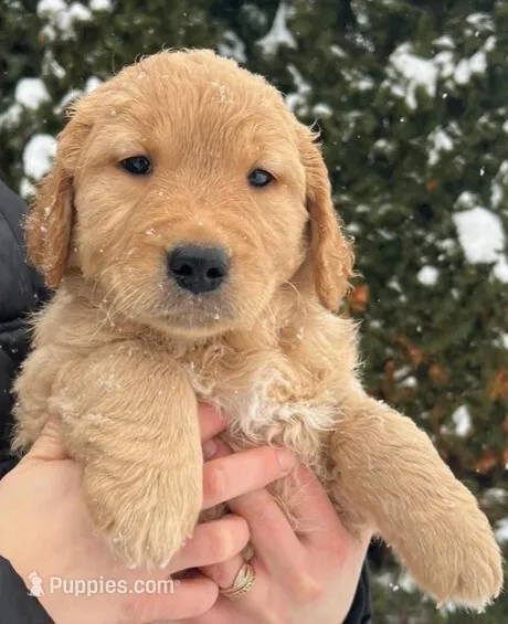 AKC Golden retriever