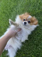 Lily full breed pomeranian , a female Pomeranian for sale in Ellensburg, WA – 4 of 4