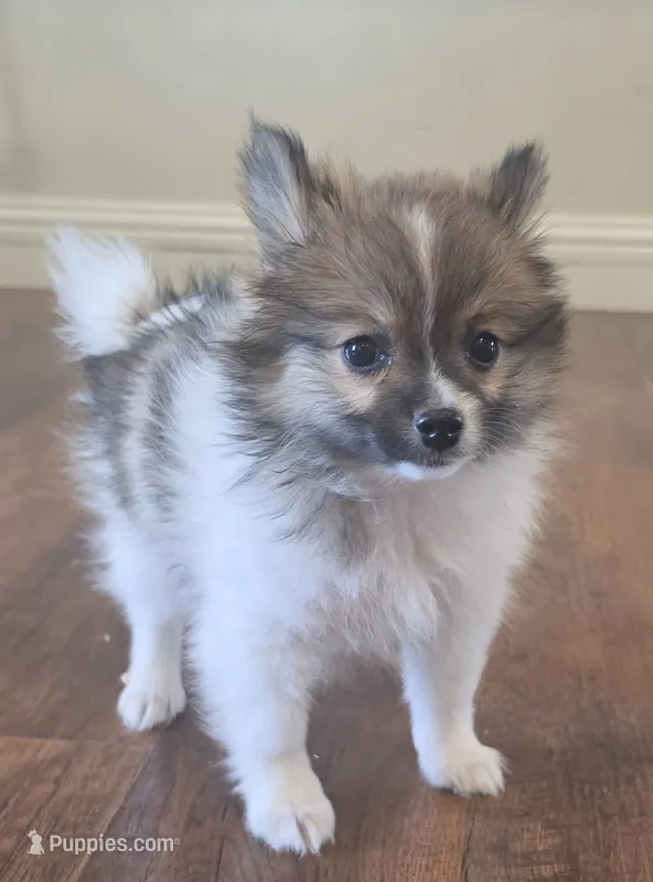 Full breed pomeranian puppy , a female Pomeranian for sale in Ellensburg, WA – 1 of 8